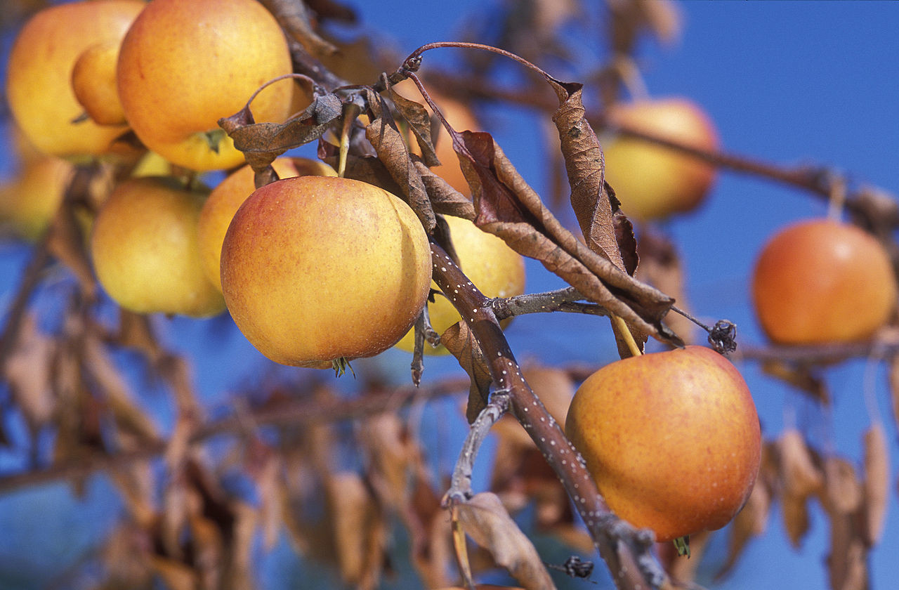 Fire Blight on apple trees