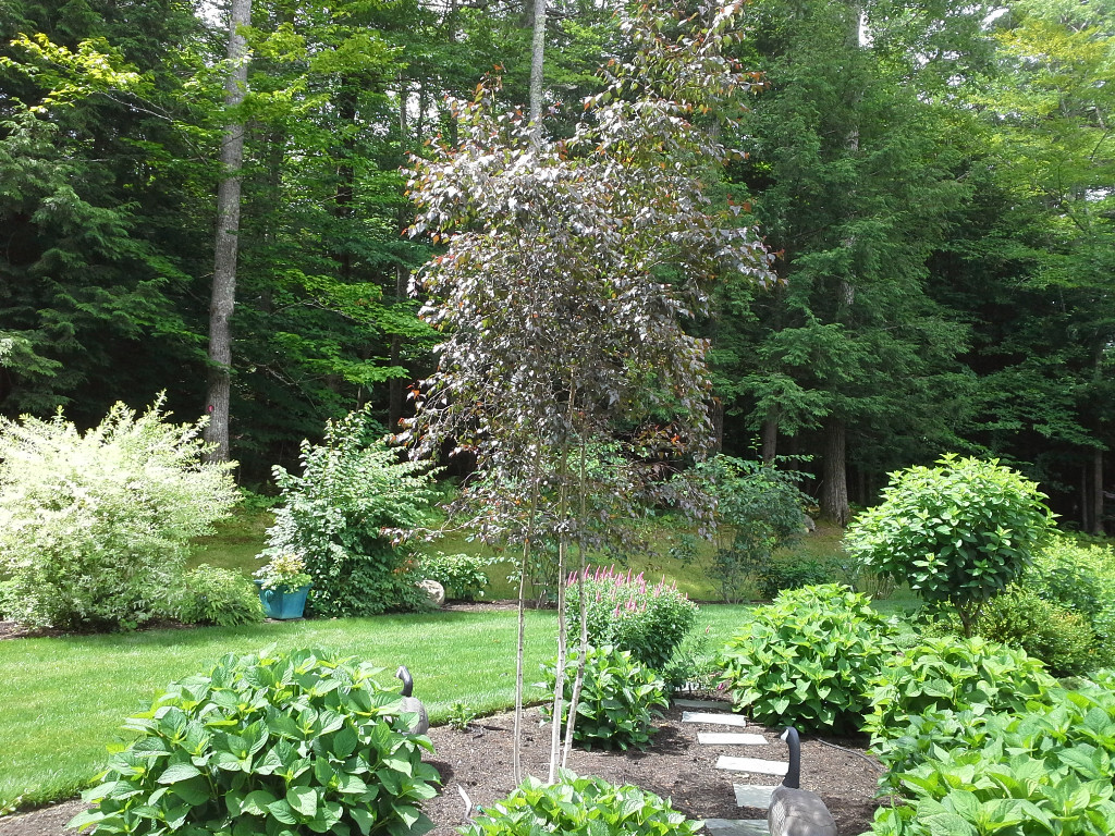Strafford, NH Landscape Gallery - Ornamental Tree with other plants
