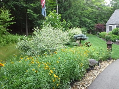 strafford nh landscape gallery  - front yard landscaping with yellow flowers