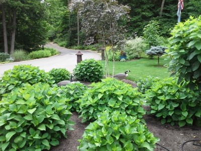 landscape gallery strafford nh Front yard plants