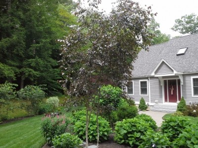 Front Yard Landscaping Strafford NH - Tree and plantings