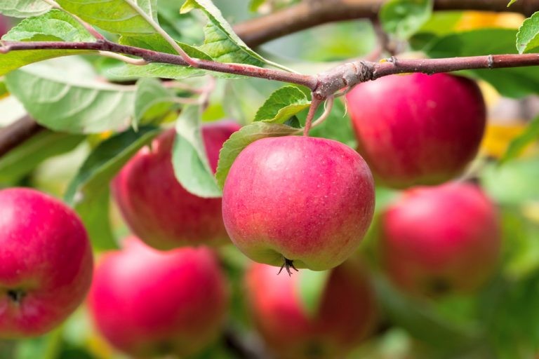 Backyard Apple Tree