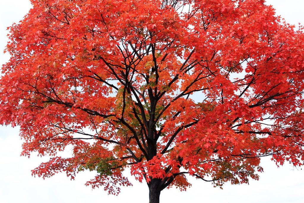 Planting a Tree - Red Maple Tree