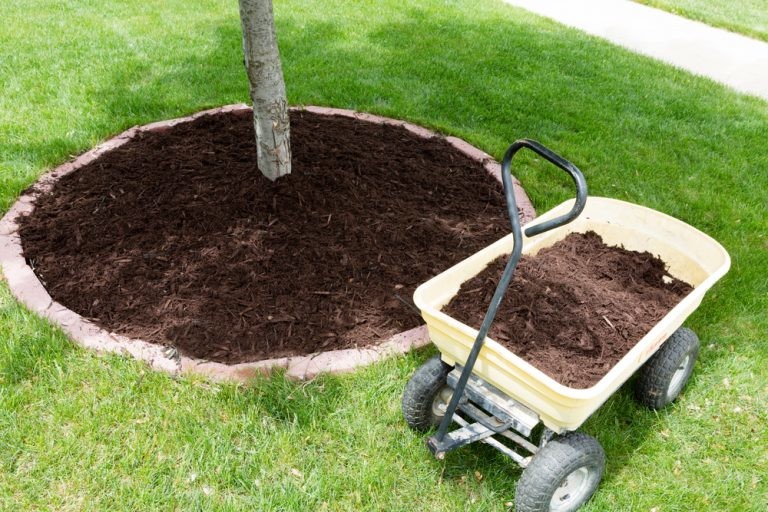 Proper Tree Mulch