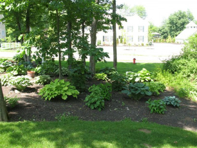 Planting Perennials front of house