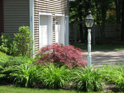 Driveway Plantings