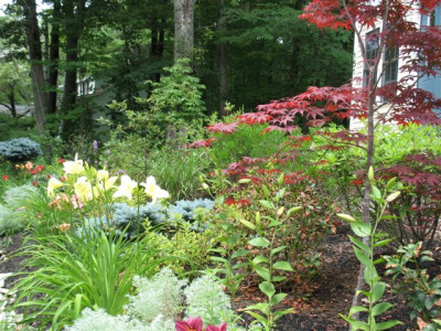 Planting Perennials front of house