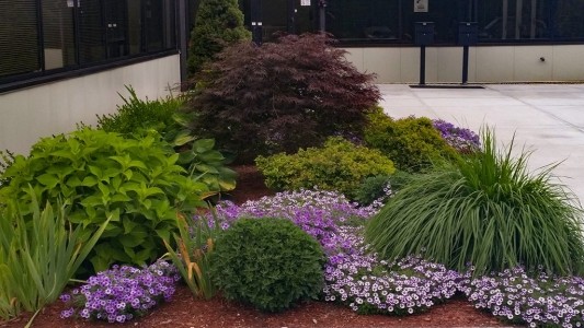 Purple Flowers plantings along entrance to a commercial building in Portsmouth NH