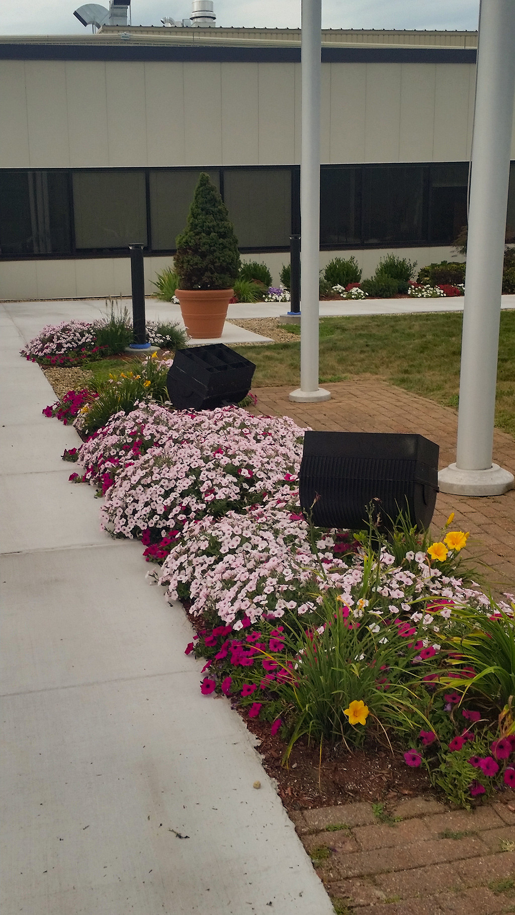Pink, Red and Yellow  Flowers plantings along walkway to a commercial building in Portsmouth NH